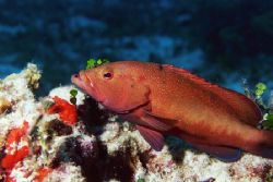 Coney. Cozumel. by Jacques Miller 